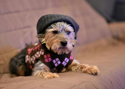 How to Keep Your Dog Warm in the Winter
