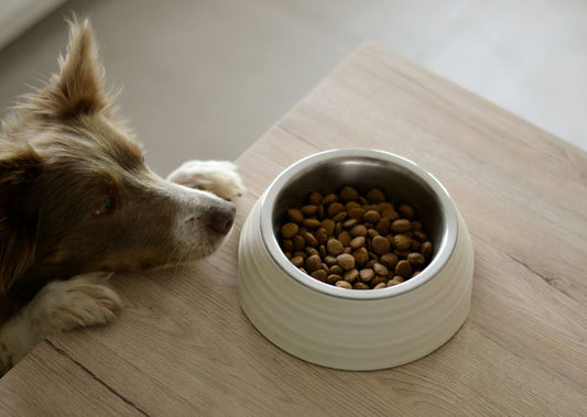 Is Kibble Bad for Dogs? How to Make Mealtime More Exciting
