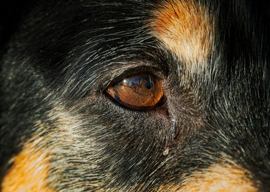 What Colours Can Dogs See?