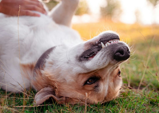 How to Keep Your Dog’s Teeth Clean