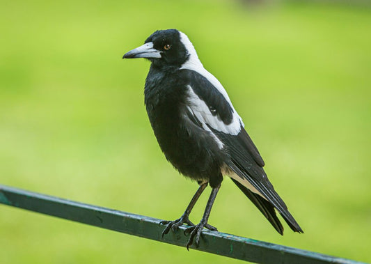 Magpie Warning: Dog-Safe Tips for Swooping Season