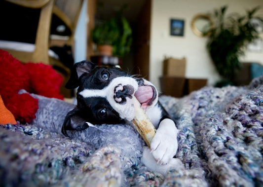 How Are Dog Collagen Sticks Made? (And Why Natural Chews Are Often Better)