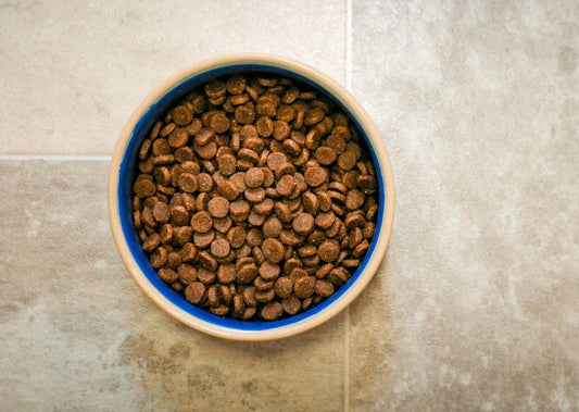 Dog Won’t Eat Dry Food? Quick Fixes for Fussy Eaters