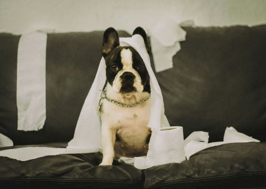 Do Dogs Really Feel Guilty or Embarrassed?