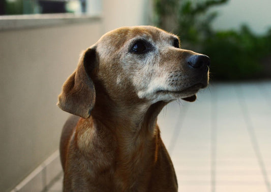 Best Foods and Nutrition for Dogs with Arthritis