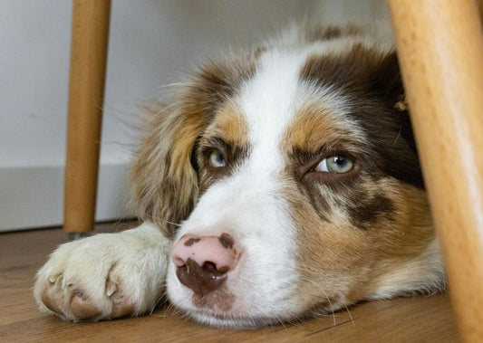 Do Dogs Feel Jealous? How to Stop Resource Guarding Behaviour