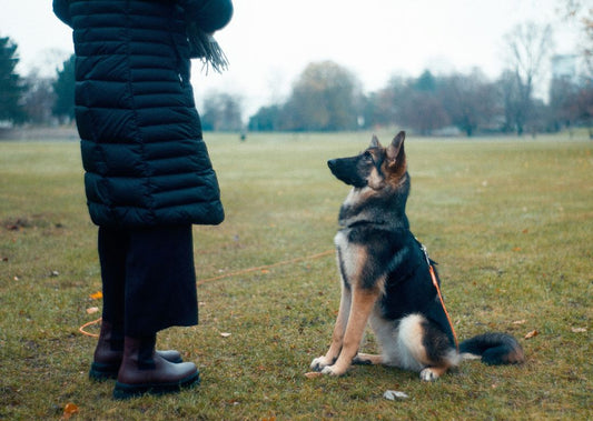 Beef Liver Treats vs Regular Dog Treats: Which Is Better for Training?
