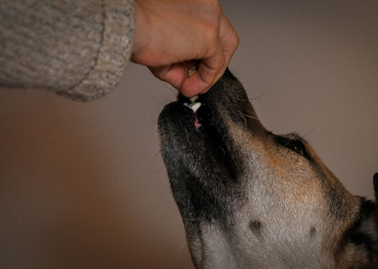 How to Give Your Dog a Pill
