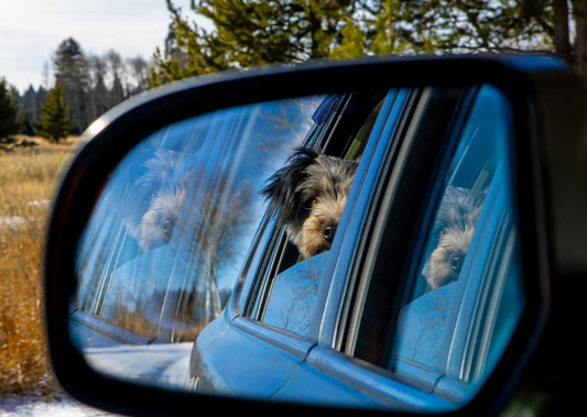 Can Dogs Recognise Themselves in Mirrors? Understanding Canine Self-Awareness