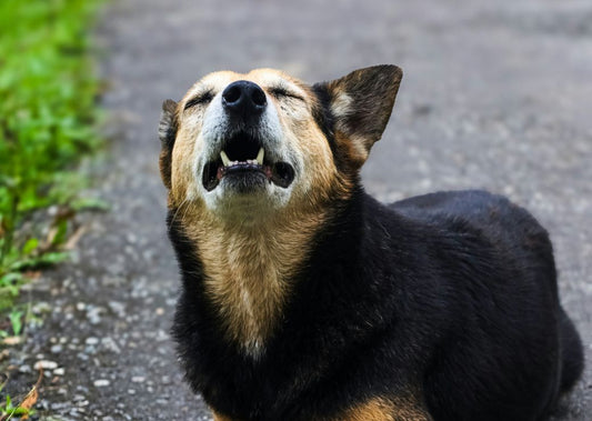 Seasonal Allergies in Dogs: What You Need to Know