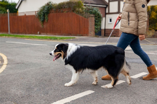 Magpie Warning: Dog-Safe Tips for Swooping Season