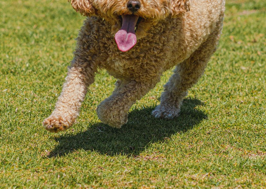The Benefits of Shark Cartilage Chew Treats for Dogs