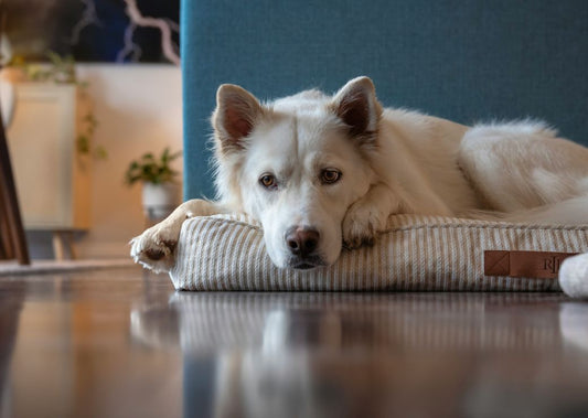 The 3-3-3 Rule: Helping Your Rescue Dog Adjust With Confidence