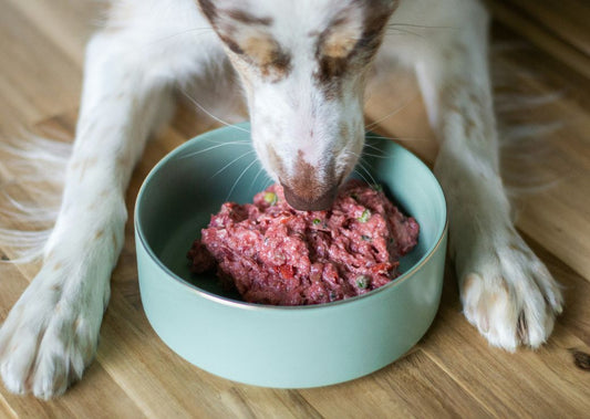 How High-Protein Treats Support Your Dog’s Health
