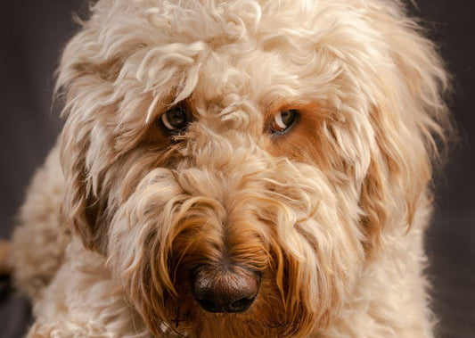 Can Dogs Tell if Someone Has Bad Intentions?
