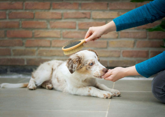 How to Reduce Your Dog’s Shedding and Keep Your Home Clean