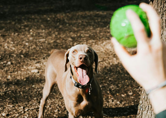 How to Use Treats for Enrichment Activities
