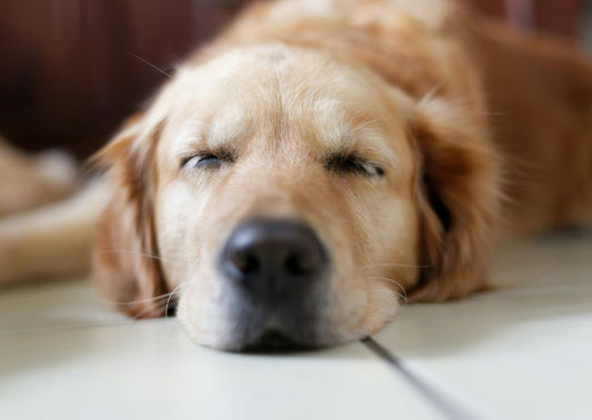 Why Does My Dog Sleep So Much? Understanding Canine Sleep Patterns