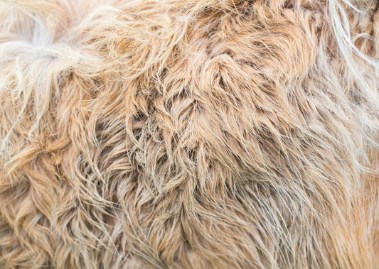 Why Does Your Dog’s Fur Feel Dry?