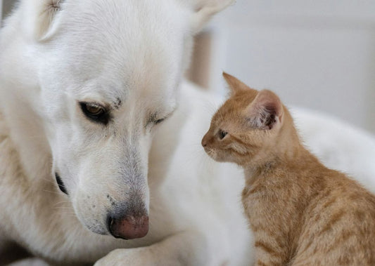 Introducing Your Dog to New Pets: Top Tips and Techniques