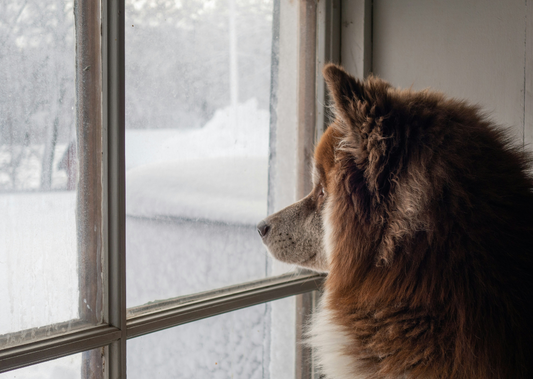 3 Tips for Managing Separation Anxiety in Dogs