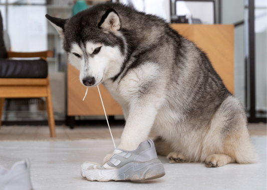 Save Your Shoes! The Secret to Stop Your Pup’s Destructive Chew