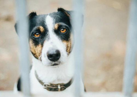 3 Ways to Identify Irradiated (Imported) Dog Treats