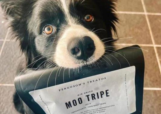 This ONE treat can improve your dog's gut health