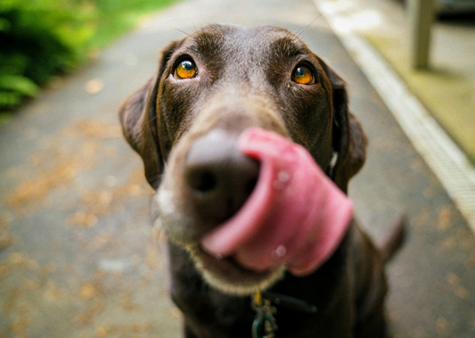 3 Dog Types that most need the Eggshellent Meal Topper