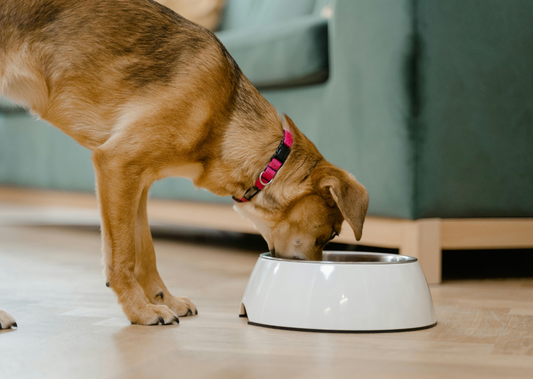 Is there a best way to feed your dog?