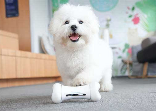 Stop Wasting Money! Here’s How to Find the Perfect Toy for Your Pup!