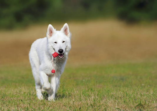 Is Your Dog Getting the Right Amount of Exercise? Most Owners Get It Wrong!