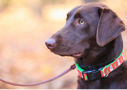 Struggling on Dog Walks? Getting This Right will Change Everything!