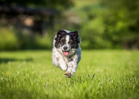 Top 5 Summer Activities for Families and Their Dogs