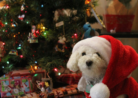 Should Dogs Get Christmas Presents?