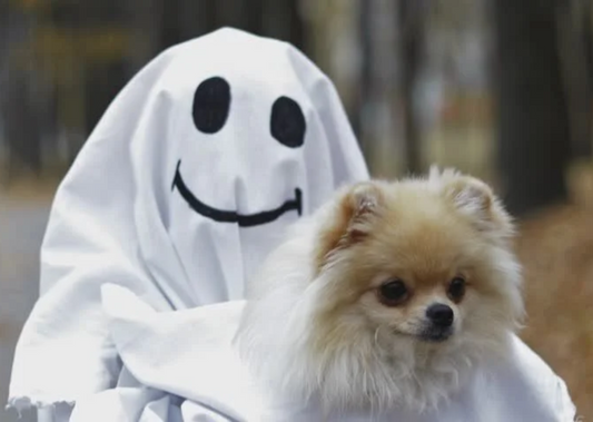 9 Hacks to Tire your Dog Without Walking