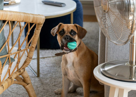Pet-Proofing 101: How to Keep Your Dog Safe