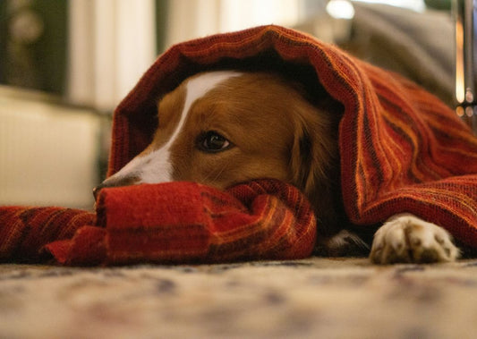 How to Keep Your Pup Calm This New Year