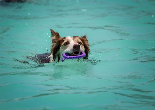 Summer’s Here: Teaching Your Pup to Swim (and Stay Safe)