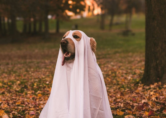 Halloween & Dogs: Tips to Make Halloween a Howling Good Time