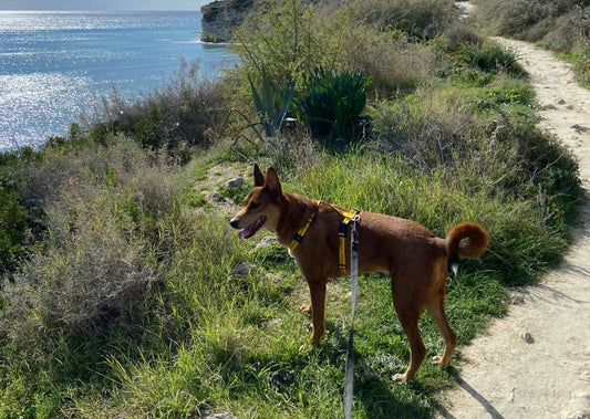 Snake Bite: What Every Dog Owner Needs to Know