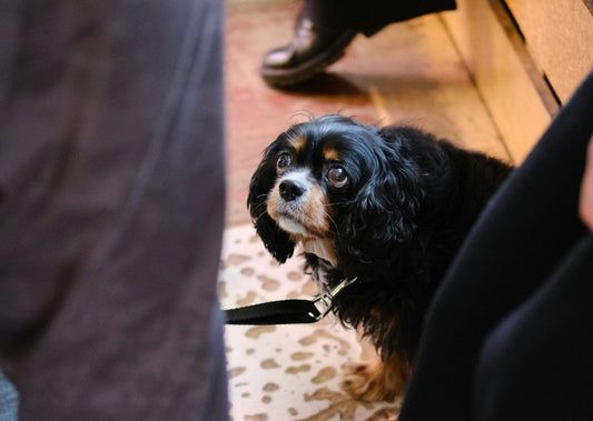 Can Dogs Sense When You’re Sick or Sad?