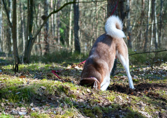 Dogs and Digging: Why It Happens (and How to Stop It)