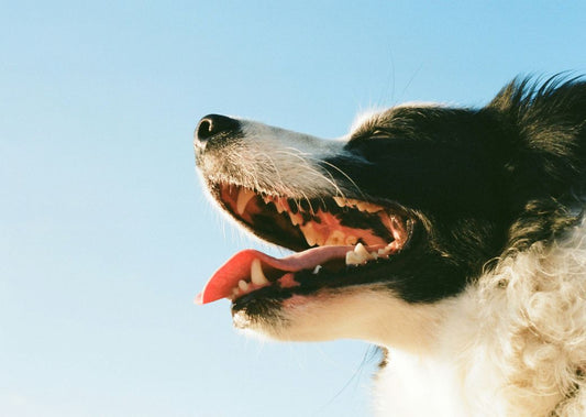 Why Your Dog’s Dental Health Matters