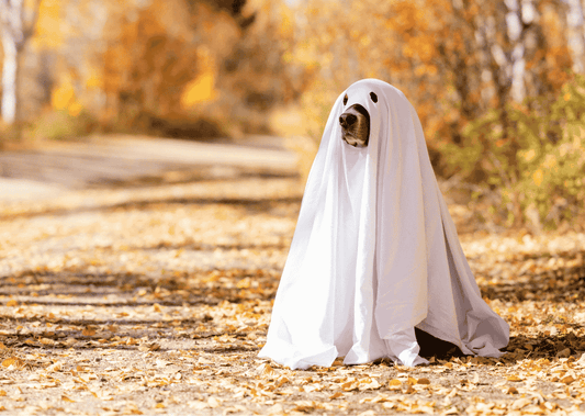 The Secret to Keeping Your Dog Calm During Halloween