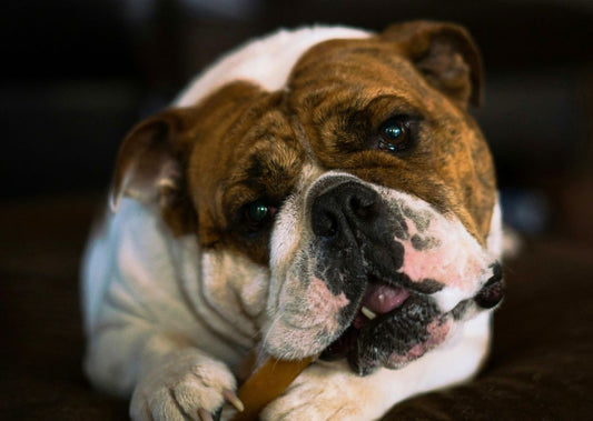 Tips for Safely Giving Dog Treats to Strong Chewers