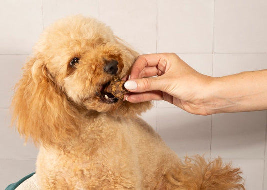 What Makes a Dog Treat High Value?