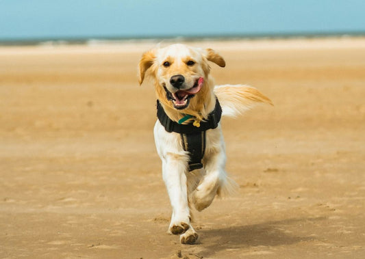 How to Teach Your Dog to Come When Called
