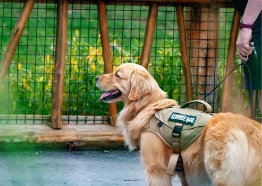 Heroes on the Job: Celebrating Working Dogs This Labour Day