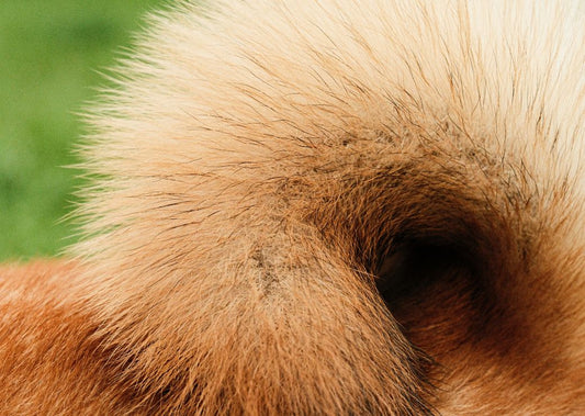 How to Keep Your Dog’s Coat Healthy: Nutrition, Grooming, and Skin Support